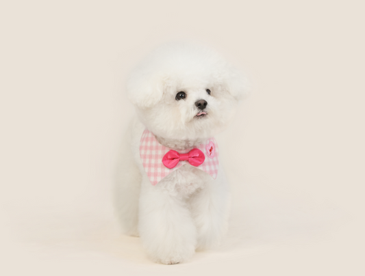 Rosy Bowtie