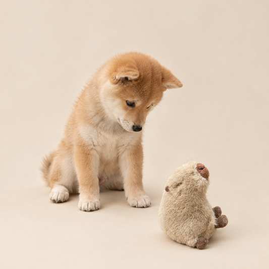 Kapi The Capybara
