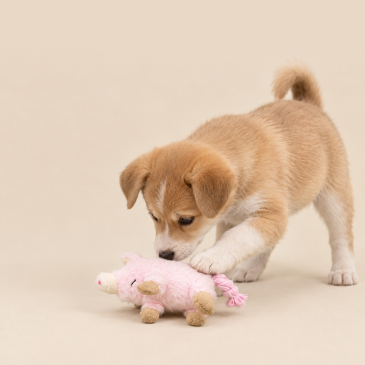 Polly The Little Pig